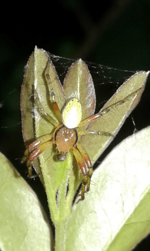 Araneidae : Araniella sp.?  S, maschio  - prov. PD